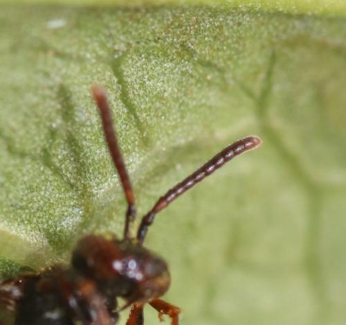 Nomada distinguenda